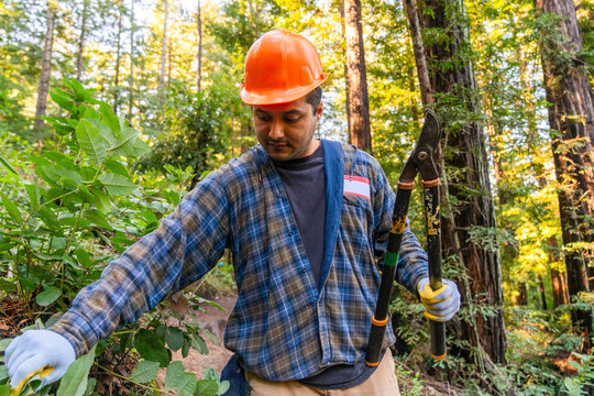 forest management 