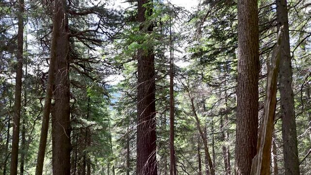 Pinus cembra mountain forests. Mountain forest ecosystems of the Carpathians, Gorgan region. Natural relict Swiss stone pine (Pinus cembra) forest in the Carpathian, Gorgan reserve, Ukraine.