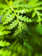 Close-up of a vibrant green fern leaf in natural light