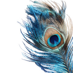 Close-up Peacock Feather, Blue Hues, Isolated Background, Design Element