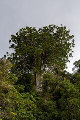 Majestic Tree in Tropical Forest