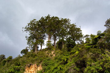 Fototapeta premium Lush Trees on Rocky Hill Under Cloudy Sky