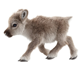 Fototapeta premium A charming image of a baby reindeer gracefully walking, with a soft, fluffy coat.