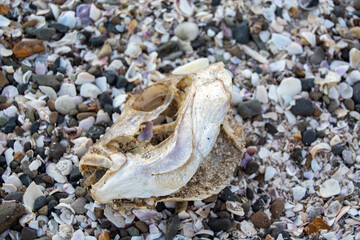 Fish Skull on Beach with Seashells