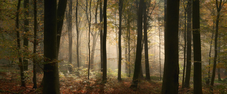 Fairytale mood in a forest in autumn, with the mystical sunlight illuminating the fog behind the tree trunks, wide panorama