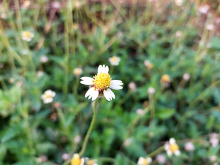 Little white and yellow flower blooming in garden, nature photography, floral wallpaper, daisies in a field