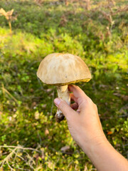 A person is holding a vibrant yellow mushroom in the midst of a lush, green forest teeming with life