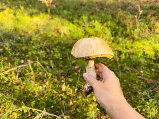 A person is holding a vibrant yellow mushroom in the midst of a lush, green forest teeming with life