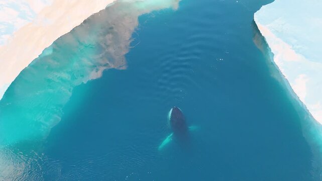Humpback whales near icebergs from aerial view.
Humpback whale tail dripping water drops in arctic ocean with glaciers. Disko Bay glacier during midnight sun season of polar summer. Greenland