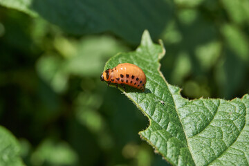 The larva of the Colorado potato beetle on potato leaves is a danger to the crop. Potato pest – macro photography of a pest insect.