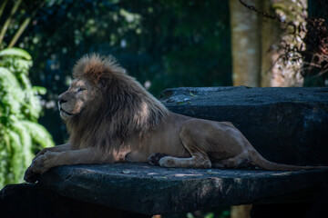 Portrait of a lion (Panthera leo) lying on a rock with serene expression.