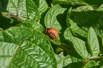The larva of the Colorado potato beetle on potato leaves is a danger to the crop. Potato pest – macro photography of a pest insect.