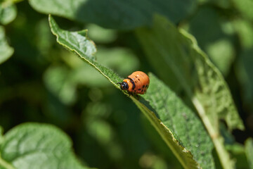 The larva of the Colorado potato beetle on potato leaves is a danger to the crop. Potato pest – macro photography of a pest insect.