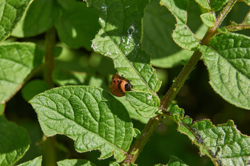 The larva of the Colorado potato beetle on potato leaves is a danger to the crop. Potato pest – macro photography of a pest insect.
