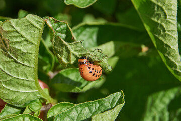 The larva of the Colorado potato beetle on potato leaves is a danger to the crop. Potato pest –...
