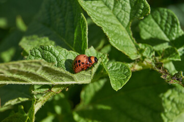 Fototapeta premium The larva of the Colorado potato beetle on potato leaves is a danger to the crop. Potato pest – macro photography of a pest insect.