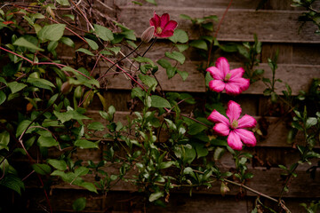 Vibrant Pink Blossoms on Green Vines Against Weathered Wooden Fence