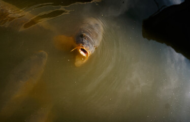 Close-Up View of a Carp Fish Surfacing in Murky Water