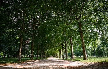 Tranquil image of a shaded dirt pathway surrounded by vibrant trees within a calm park. Ideal for...