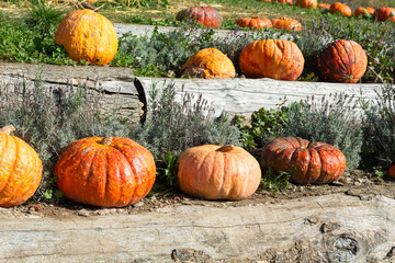 Different pumpkins on the tree trunks in the sunny day. Halloween day in the autumn with many pumpkins