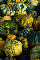 Green and yellow pumpkins on the market. Halloween days with a lot of pumpkins