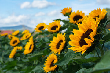 The field with yellow sunflowers in Switzerland. Sunny autumn day in Europe with sunflowers and mountains in the horizon