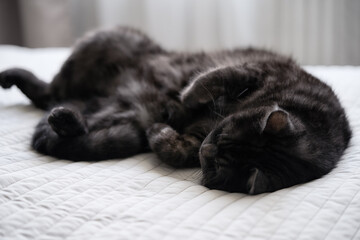 Calm Black Cat Resting Peacefully on a Cozy White Blanket