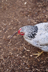 A speckled chicken stands in an outdoor environment surrounded by mulch and ground soil, showcasing its white feathers and vibrant comb.