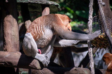 Endangered proboscis monkey (Nasalis larvatus) feeding in a sanctuary, captured in natural daylight with its unique nose and long limbs visible, an endemic monkey from Borneo.
