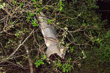 Nocturnal Marsupial Hanging from Tree Branch