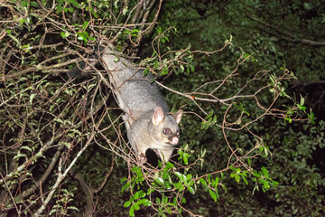Nocturnal Marsupial Climbing in a Dark Forest