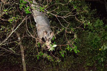 Nocturnal Marsupial Hanging from Tree Branch