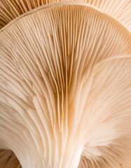 Mushroom cap close up texture