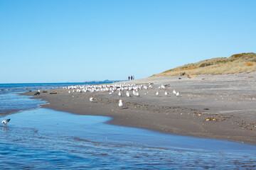 Seagulls on a Serene Beach Shoreline