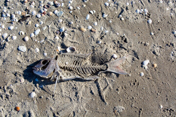 Fish Skeleton on Sandy Beach