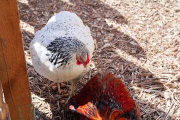 White Hen With Speckled Feathers Standing on Ground Covered in Wood Chips