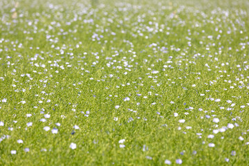 Flax plant blooming in the field.