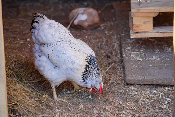 White Chicken with Black Feathers in a Rustic Farmyard Setting