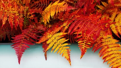 Closeup of colorful autumn fern leaves in red, orange, and yellow shades