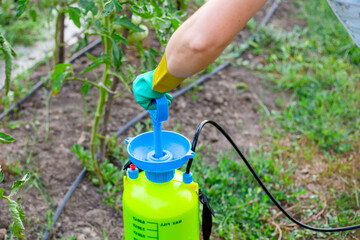 A gloved hand fills a sprayer with liquid, preparing to treat plants in the garden. plant disease prevention and protection from insect pests