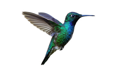Fototapeta premium Hummingbird in flight isolated on transparent background