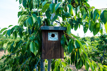 A wooden birdhouse mounted on a tree surrounded by lush green leaves on a sunny day