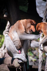 Side view of a proboscis monkey (Nasalis larvatus) at a conservation park, reaching fruits from a suspended feeder in its enclosure. Locally known as Bekantan.