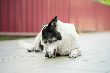 Small white and black dog biting its paw on tiled surface near red fence