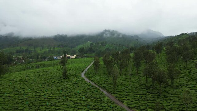 Kerala tea plantation aerial view on a cloudy day, showing rain-washed greenery and curving road.