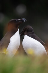 Atlantic Puffin - Iceland