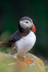 Atlantic Puffin - Iceland