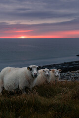 Obraz premium Icelandic Sheep during sunset
