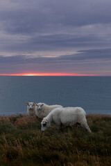 Obraz premium Icelandic Sheep during sunset