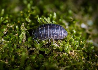 Macro shot of pill bug on moss